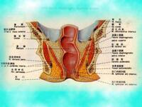 肛门的解剖结构内附图片