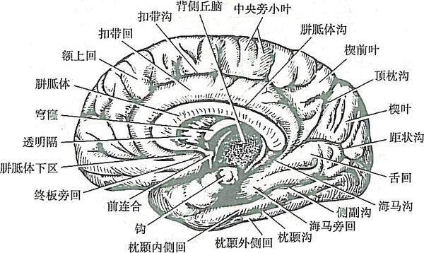 在半球的内侧面,中央前,后回自背外侧面延伸到内侧面的部分为中央