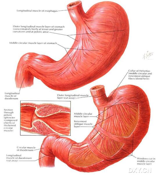 胃解剖
