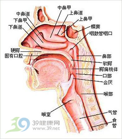 咽的解剖结构包括:鼻咽,口咽,喉咽三个部位.