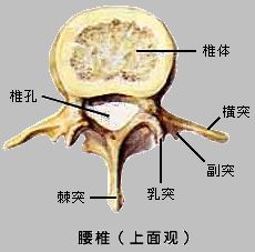 腰椎解剖基础