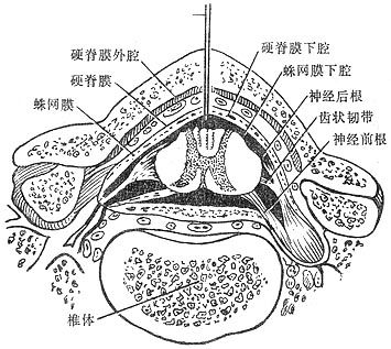 腰椎解剖基础