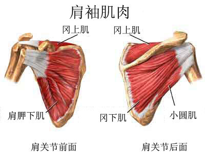 肩袖是肩关节周围四块重要肌肉的统称.