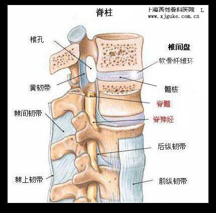 纤维环的前部有强大的前纵韧带,后侧的后纵韧带较窄,较薄.