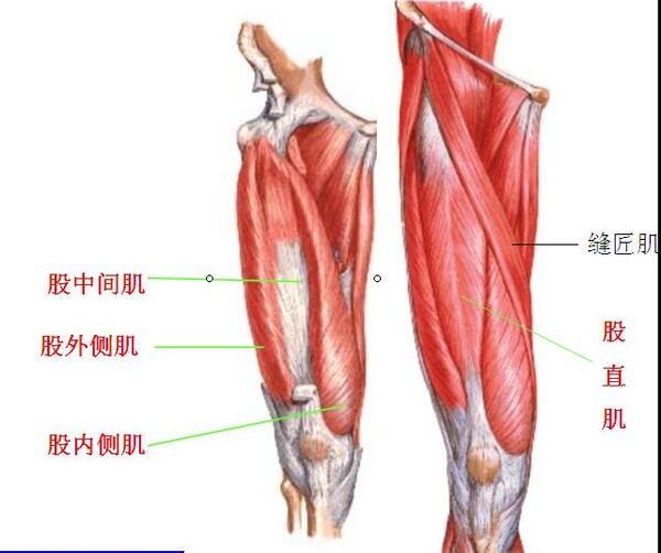 股四头肌可缓解运动对膝关节的冲击力,正常步态足趾着地时,股四头肌的