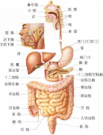 人体解剖全图