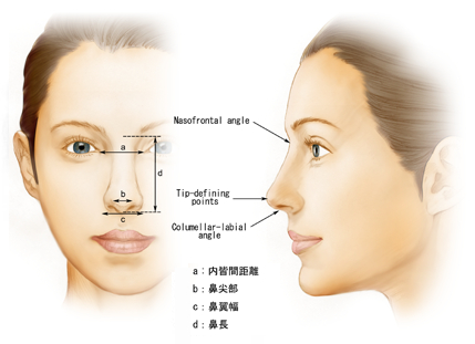 在东方美貌人群中,鼻尖较鼻背略微突出,从侧影上看,鼻尖突出点在鼻背