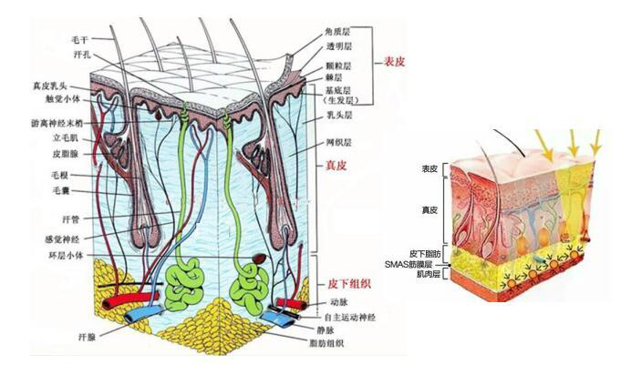 骨膜重塑专利,是根据人体衰老原理以及精湛的解剖学经验,通过骨膜层