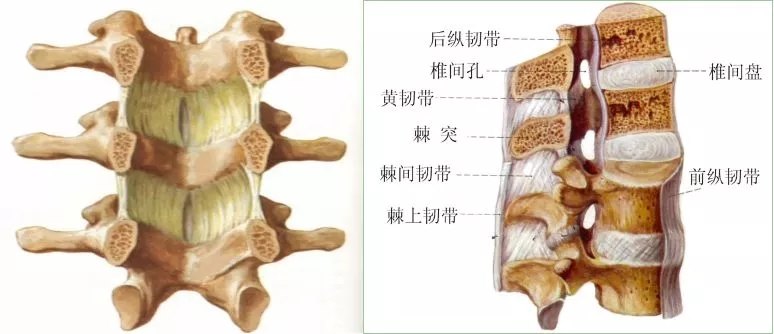 前纵韧带:限制脊柱过伸 b.后纵韧带:限制脊柱过屈 c