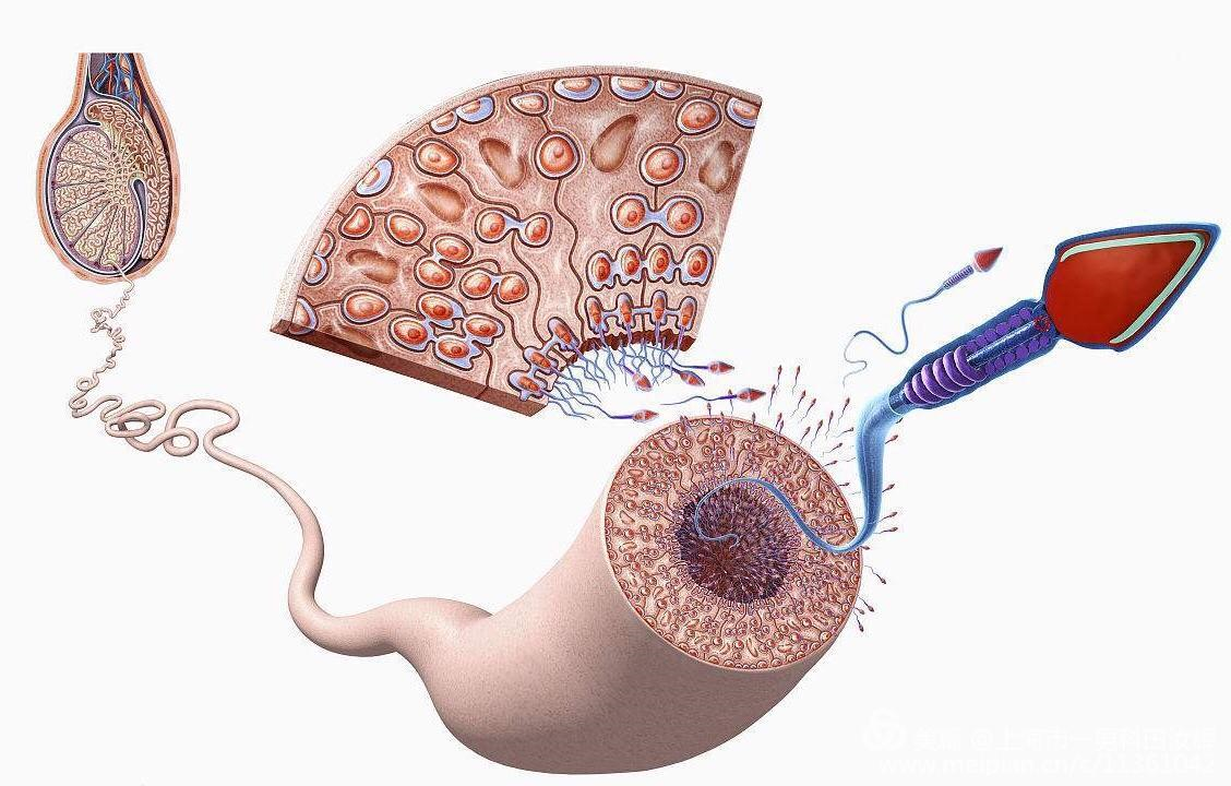 解开无精症之谜的金钥匙揭示精原干细胞fgf5信号通路