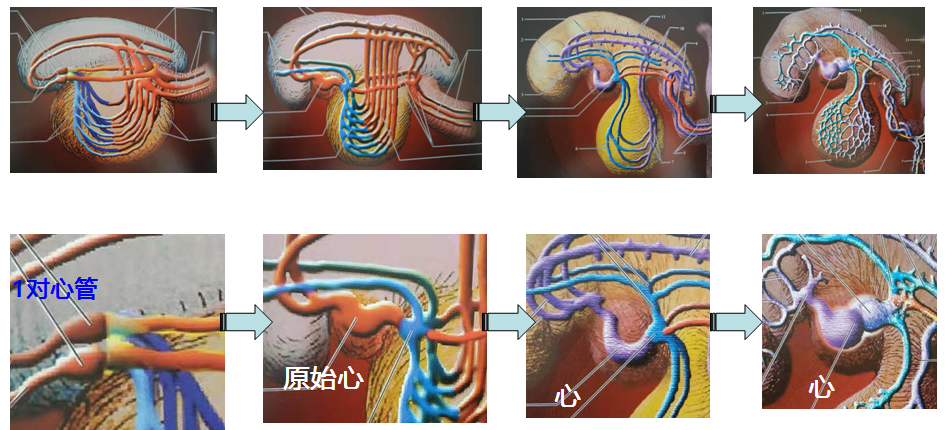 胚胎心 发育