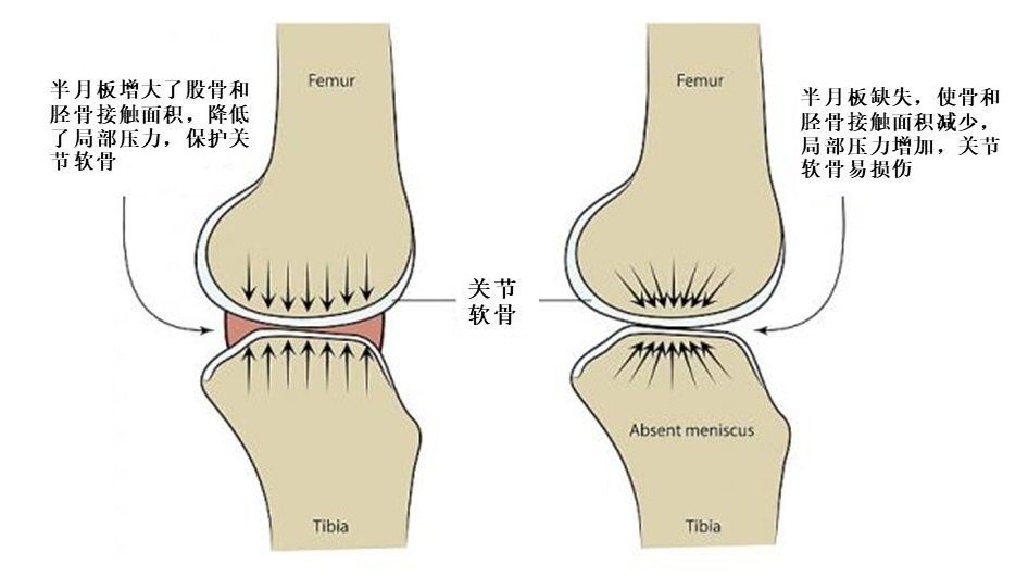 半月板的形态和功能
