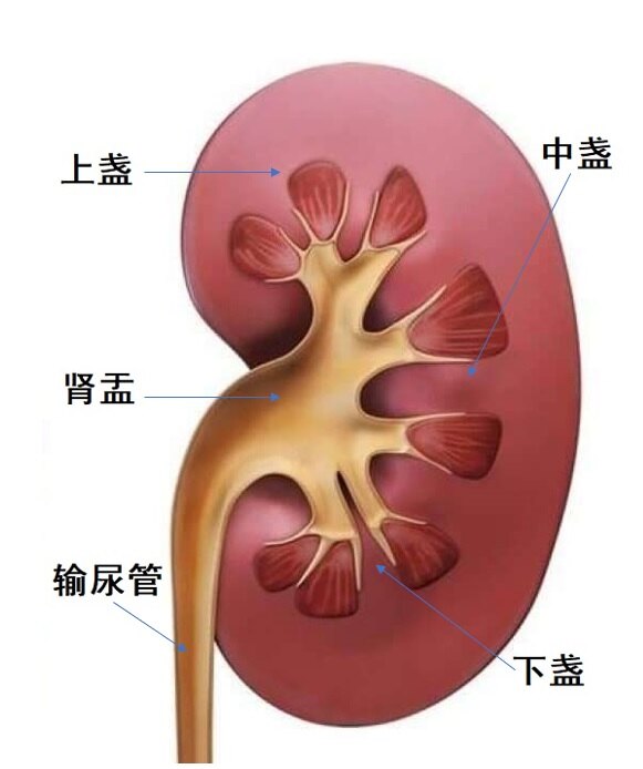 根据站立位时的不同位置,肾盏分成上盏,中盏及下盏.