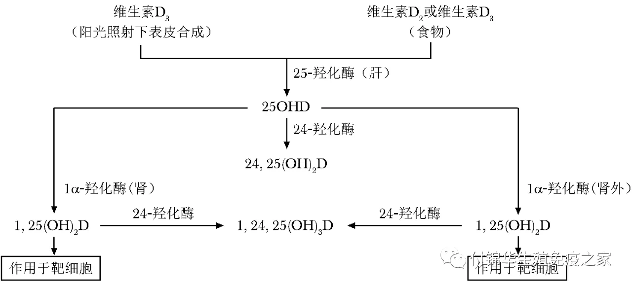 维生素d在体内经25羟化酶的催化合成25ohd,是体内的主要贮存形式,反映