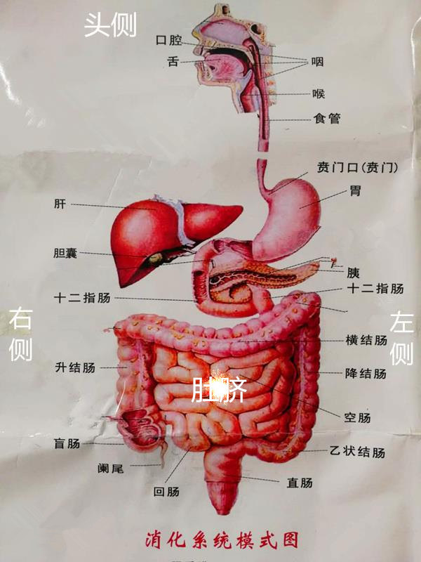 肝胆胃肠阑尾等长在哪儿你知道吗