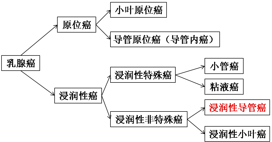 组织学类型.png