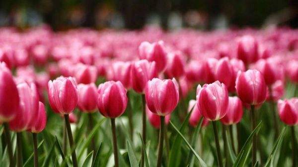 女性朋友看过来,外阴长了尖锐湿疣,为什么要查