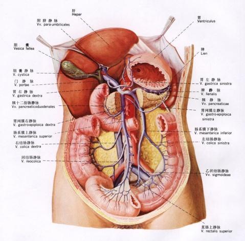 腹腔解剖图2.jpg