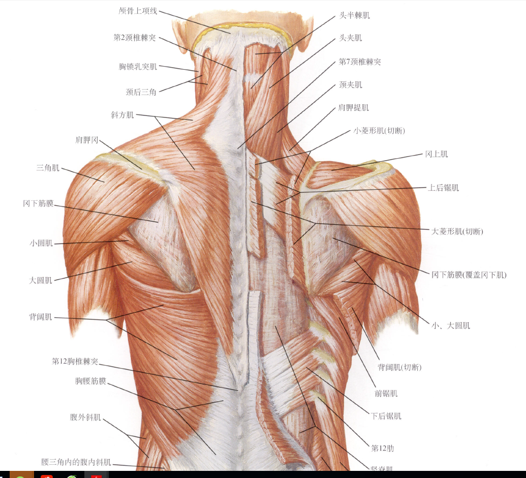 胸椎后路入路肌肉层次:斜方肌,菱形肌,上后锯肌及下后锯肌,竖脊肌等.