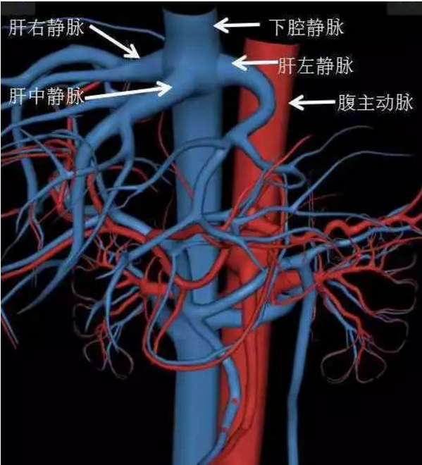 再看这张,脾静脉和肠系膜上静脉汇合成门静脉,门静脉向上走形后分出门