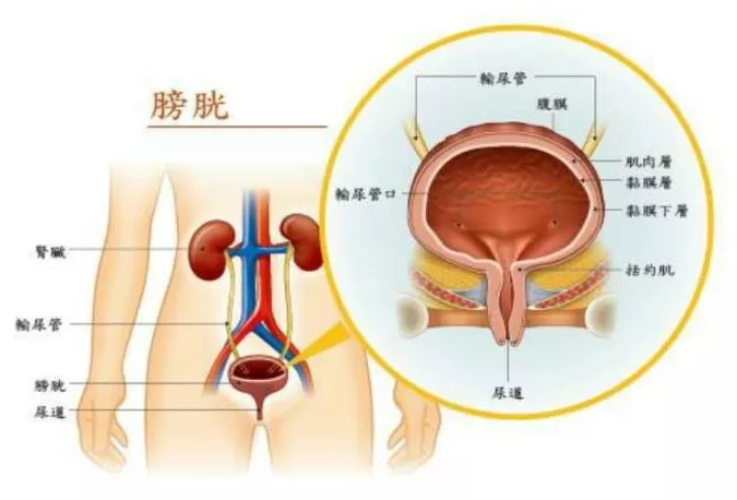 膀胱是人体的一个囊性器官,有一定的收缩性,就像是一个储水囊,人体