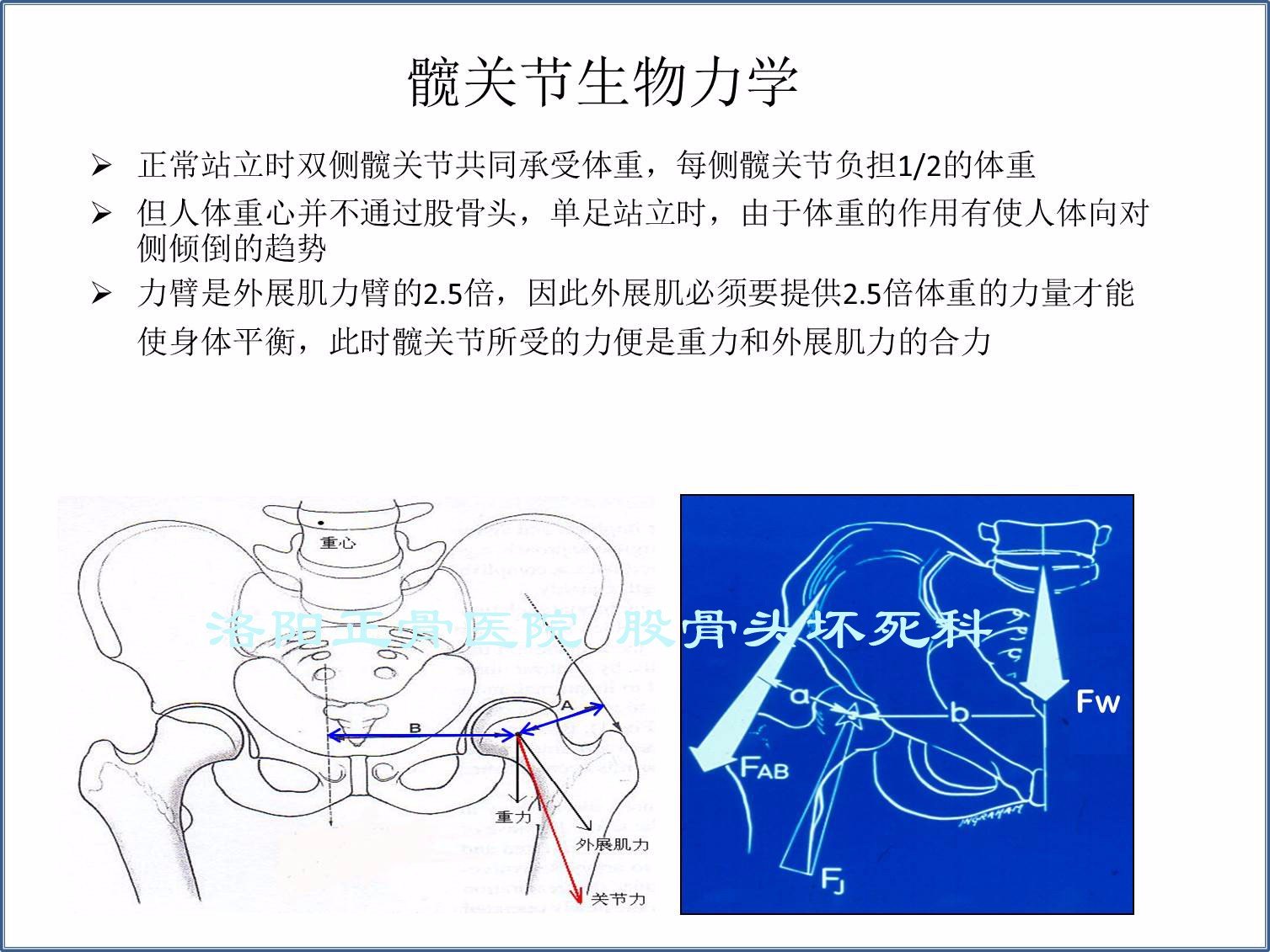 髋关节的生物力学.jpg