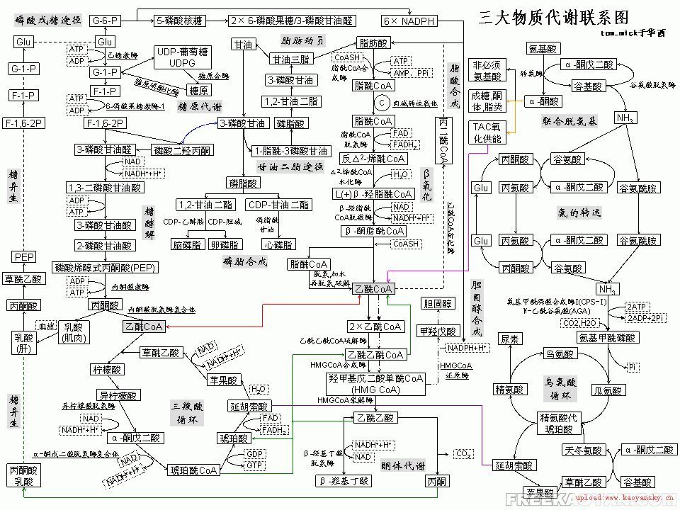 血尿代谢报告是一份反映机体物质和能量代谢的图谱,它通过对各种代谢