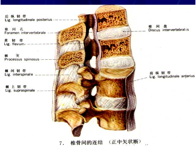 脊柱知识腰椎的影像解剖以及常见病变