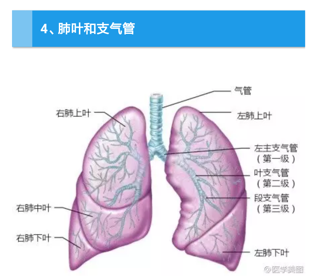 人体肺叶的简图,帮助你了解肺结构并看懂胸片