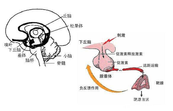 甲状腺功能反常要警惕脑垂体肿瘤