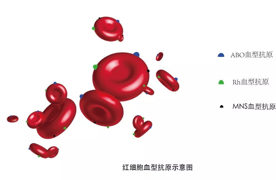 背德病栋(インモラル病栋)_溶血病_癜痫病表现有几种病列?