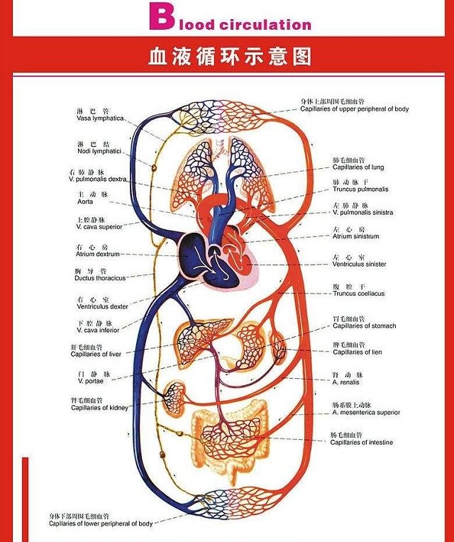 致死速度比心肌梗死和脑出血都快,肺栓塞到底