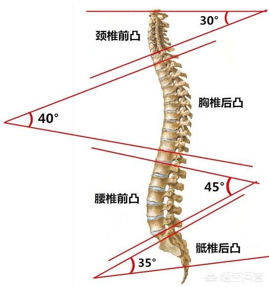 四个生理曲度使得脊柱像弹簧一样富有弹性, 能够缓冲跑步