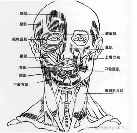 额肌;b.眼轮匝肌,皱眉肌训练;c.提上唇肌;d.颧肌;e.