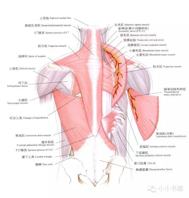 诊断:三角肌后束,小圆肌损伤 治疗:松解肩胛冈下缘,三角肌粗隆后侧