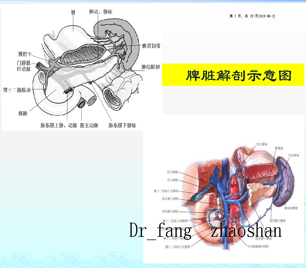 脾脏解剖及脾脏生理功能 3 腹腔镜 脾切除术 适应症 4.