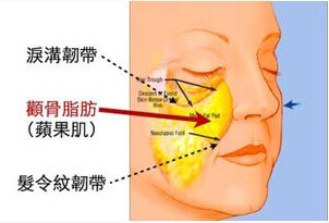 苹果肌是什么苹果肌的正确位置