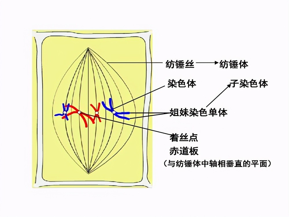 纺锤体,形似纺锤,是产生于细胞分裂前初期到末期的一种特殊细胞器.