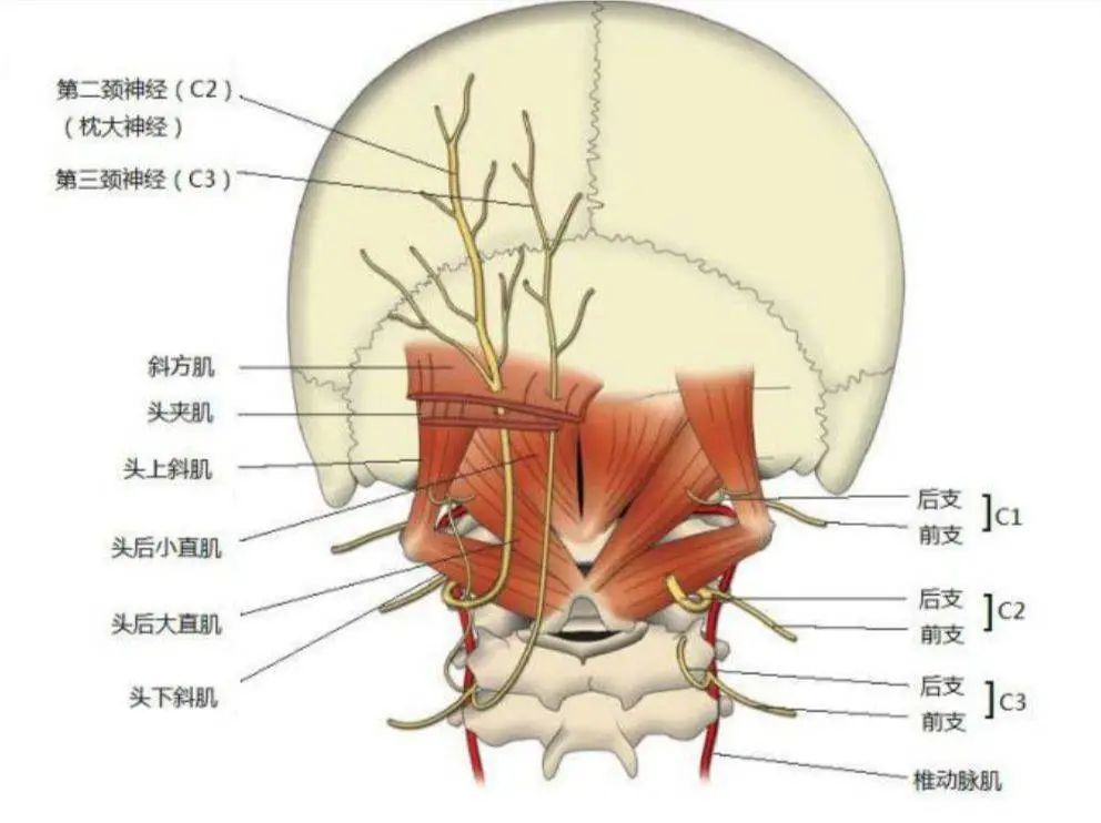 解剖研究表明,颈部小肌肉(如头后大,小直肌)连接到脑膜,部分头痛可能