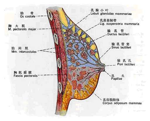 乳房的解剖及乳腺的生理