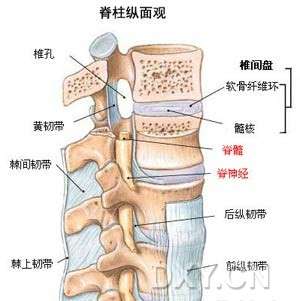 正常腰椎间盘解剖位置