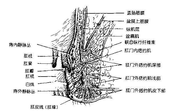 图1 直肠下端增厚成内括约肌,可以部分或全部切除(左键单击图片可以