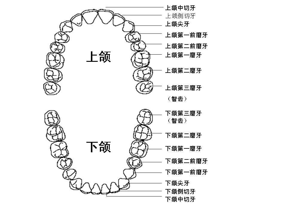 恒牙的形态和位置