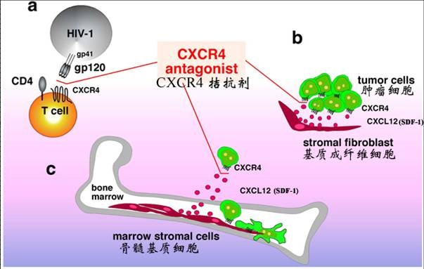 1-4 cxcr4 拮抗剂在 hiv-1 和肿瘤中的作用[33]