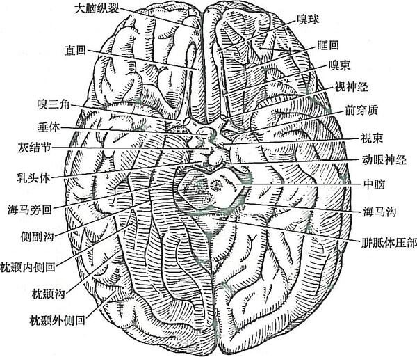 图1-15端脑底面