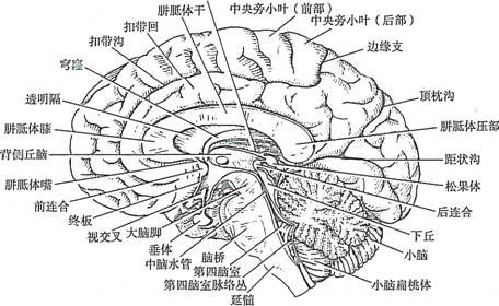 脑于位于颅后寓前部,其中延髓和脑桥的腹侧邻接颅后窝前部的斜坡,背面