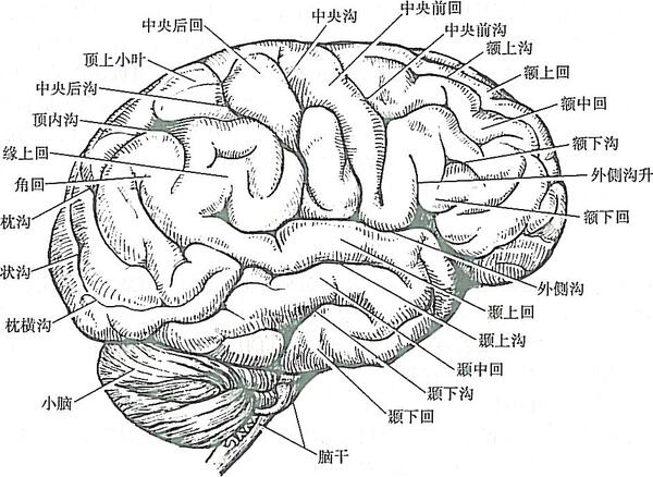 为额上沟和额下沟,由上述三沟将额叶分成四个大脑回,中央前回居中央沟