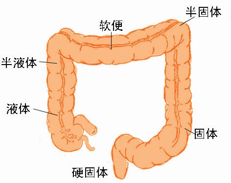 粪便是如何形成的