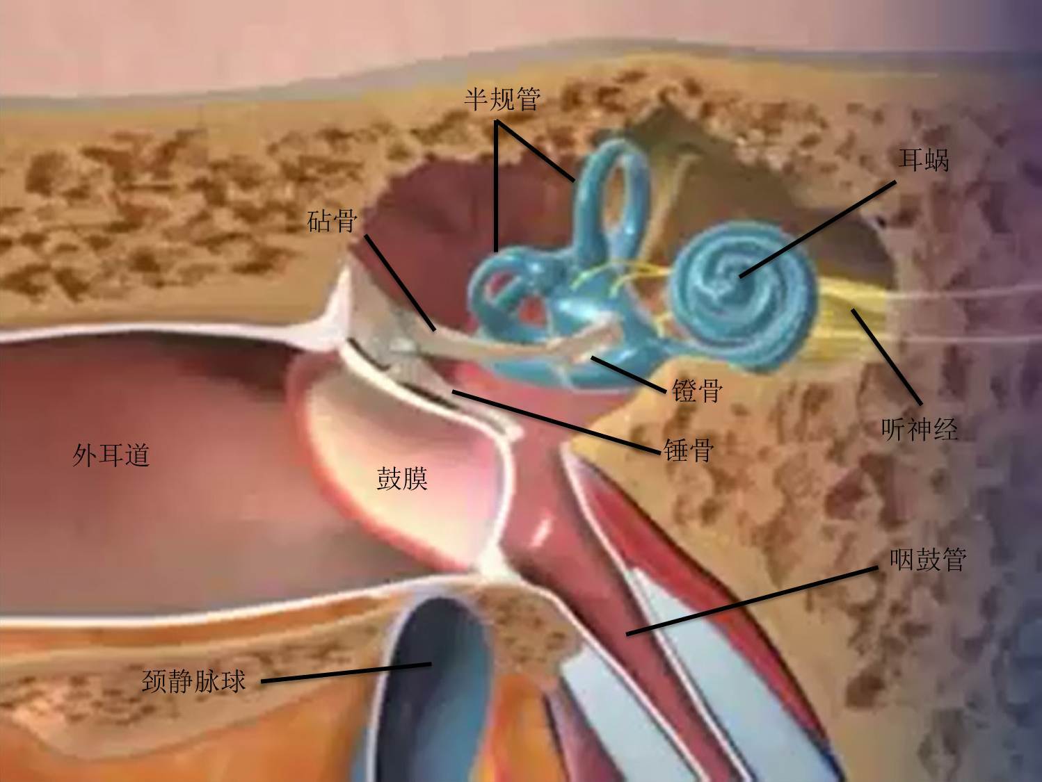 耳蜗显微解剖和人工耳蜗植入