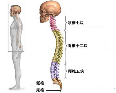 脊柱陈旧骨折后凸畸形截骨矫形术病例